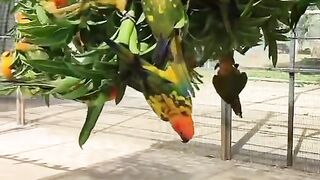 Flock of beautiful wildlife Birds