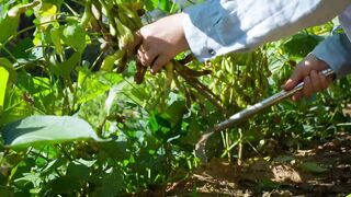 Harvest Delights in Rural Yunnan- A Culinary Feast of Autumn Bounty!