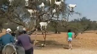 Goats standing on tree will leave you shocking