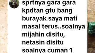 TERBUKTI - Larva lele MATI massal karena mijahkan induk lele dengan satu kolam