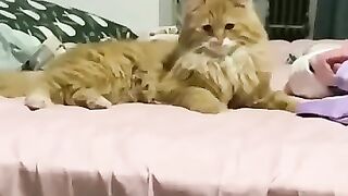 funny cat 113