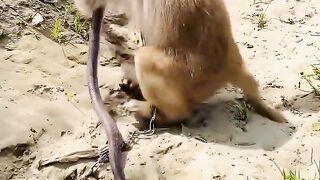 very beautiful monkey snake