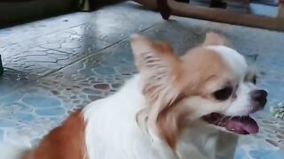 Very beautiful puppy 2