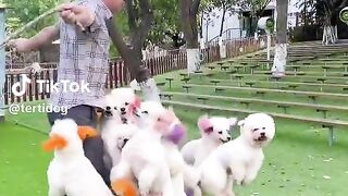 Beautiful dogs 2