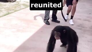 Chimp Reunites With Caretakers After Many Years