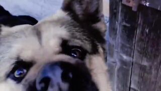 beautiful dog 2