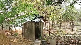 Peacock In The Forest Near Village