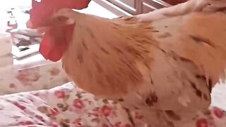most viral funny shorts 2024||funny moments||youtube shorts||funny videos 2022||funny memes||funny pets 3