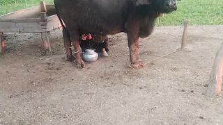 Mailing Buffalo In Punjab Pakistan