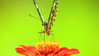 Nature beauty 018
