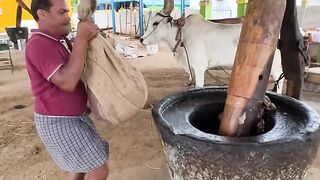 Amazing Traditional PEANUT OIL MAKING Process | HOW Groundnut OIL is made? Wood Pressed Oil