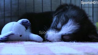 Puppy Sleeping - Dog Sleeping - Cute Dog- Cure Pet