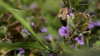 Nature beauty 020
