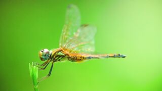 Nature Beauty 023