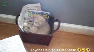 Funny cat  | comedy cat  viral