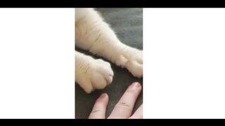 Funny Cats and Dogs ????????