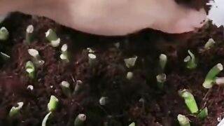 Home gardening ideas for cutting media