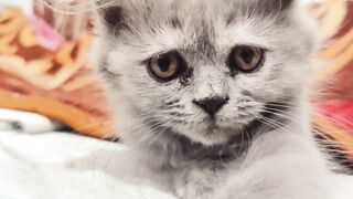 Funny cat