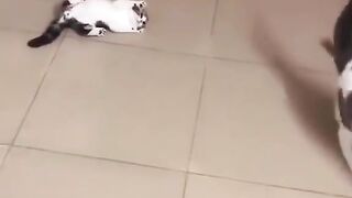 Look the cute and funny cats | funny cat