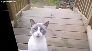 Cute Cat
