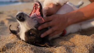 Man playing with his dog funny by jidsaa123