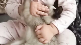 Funny Cats