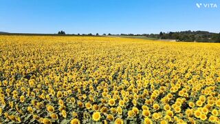 Sunflower beautiful HD  for nature lovers