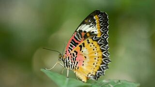 Nature beauty 025