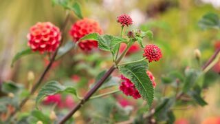 Flower in garden amazing moment|flower beauty enjoy