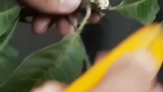 Take a mango tree branch Cutting