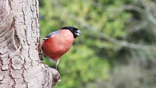 Bullfinch for nature