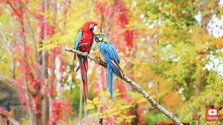Very special birds very beautiful awesome birds