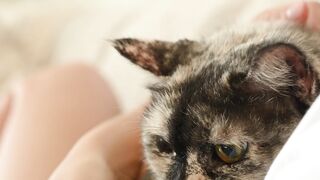 My cute cat