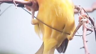 Birds building their homes