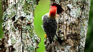 Nature Beauty 028