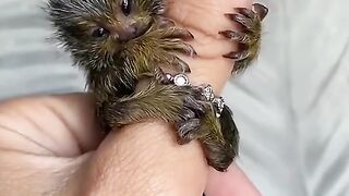 A very small animal that even sits on a finger