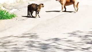 Pitbull dog. Fghting with cat