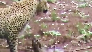 Learn with animal