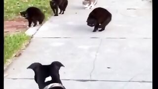 5 cat vs 1 dog omg don't miss the end
