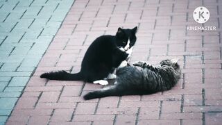 Playing cats
