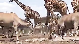 Animal views