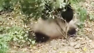 cute panda cute