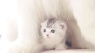 Cute cat and dogs | funfactified