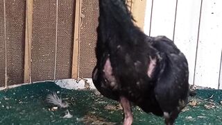 Pigeon