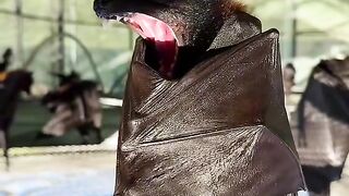 Cute bat
