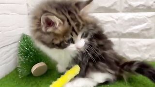 Funny cat