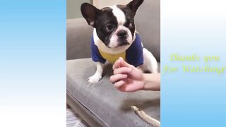 funny pets animals