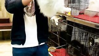 Cute white Persian cat