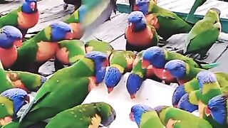 Birds beauty