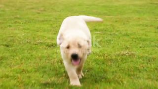 Dog running in grass